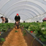 TRABAJO PARA RECOLECTAR FRUTAS TRABAJO PARA ESCOJER FRUTAS
